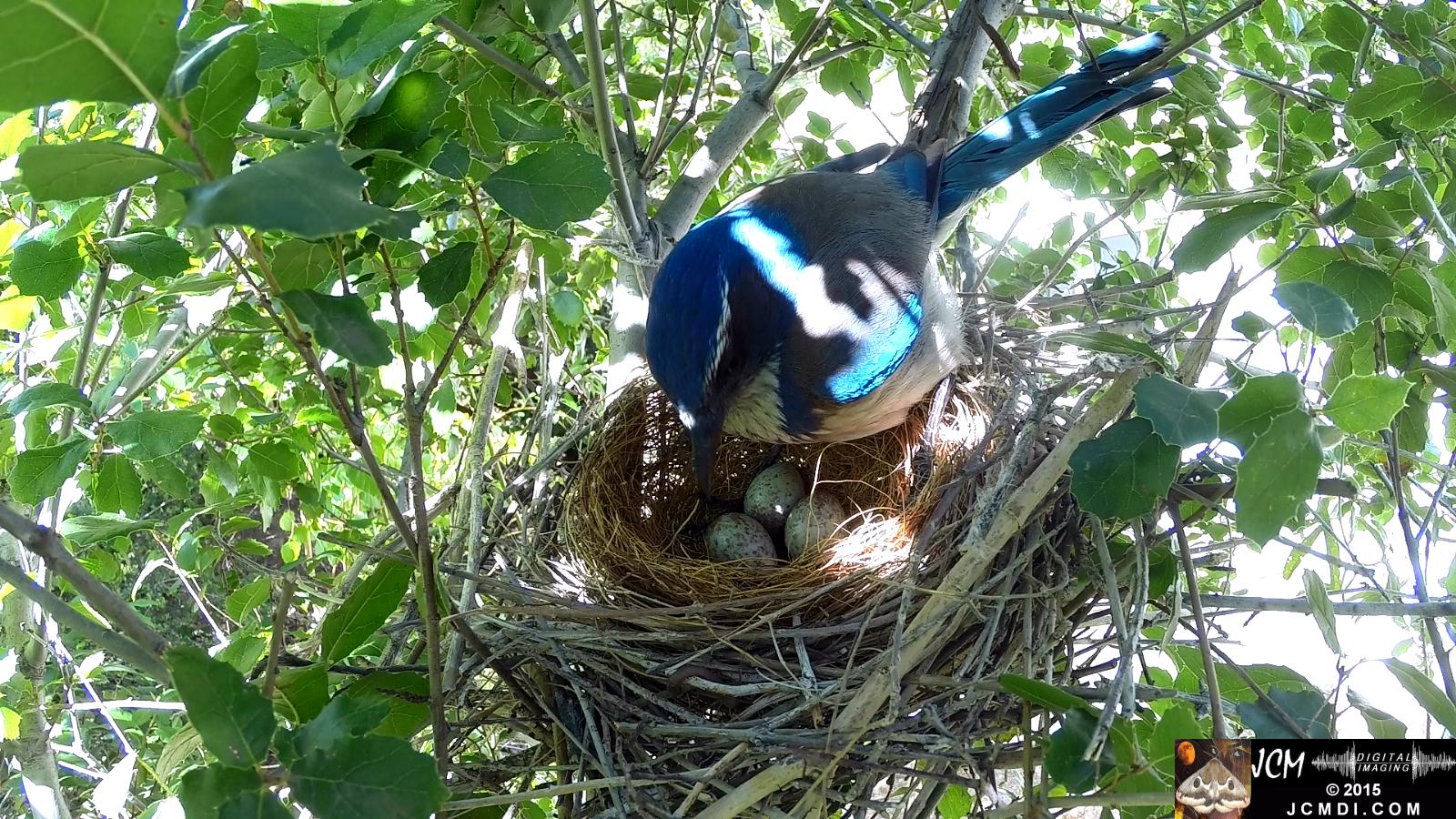 Scrub Jay stands over  eggs in nest Documentary GoPro Hero3+ Black polecam 4-4-2015 Santa Clarita JCMDI.COM